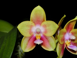 Phalaenopsis Phoenix Canary Yellow Sun HCC/AOS 75 pts.